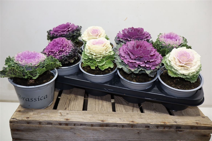 <h4>Brassica (sierkool)</h4>
