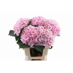 Hydr Verena Pink 80 cm Vicini