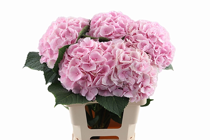 <h4>Hydr Verena Pink 80 cm Vicini</h4>