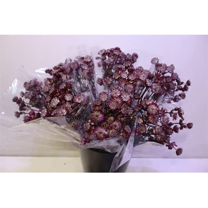 Astr Star Of Love X5