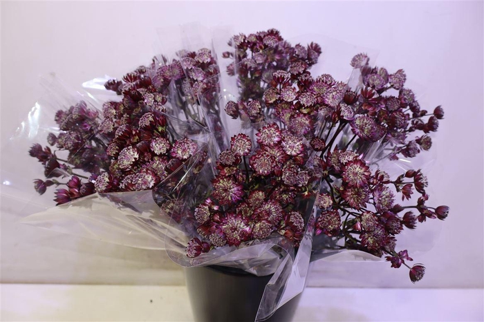 <h4>Astr Star Of Love X5</h4>