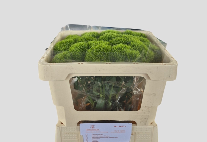 <h4>DI BARB KIWI MELLOW</h4>