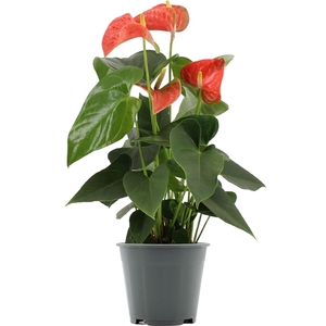 Anthurium Prince of Orange in transparant sleeve