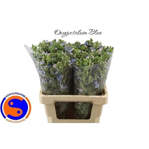 OXY CO TAN PURE BLU