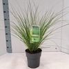 Carex ColorGrass Phoenix Green
