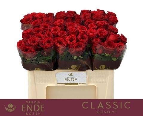 <h4>RS GR RED NAOMI</h4>