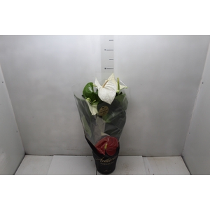 ANTHURIUM ALASKA P17 PREMIUM