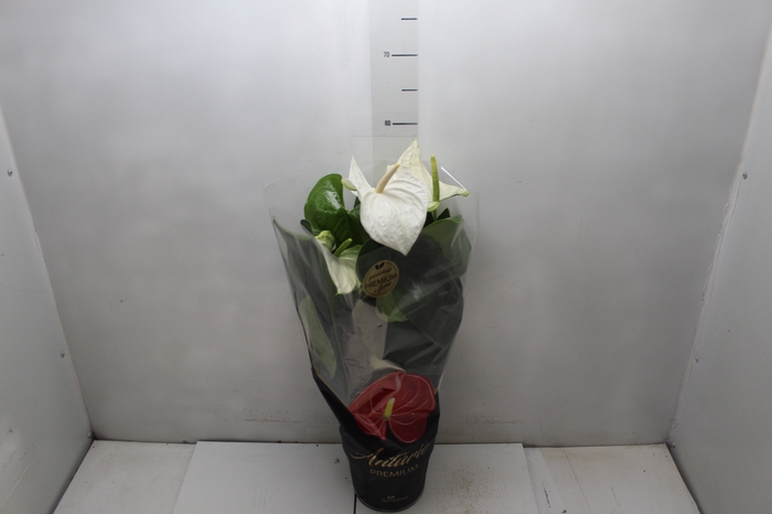 <h4>ANTHURIUM ALASKA P17 PREMIUM</h4>