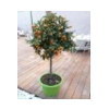 Citrus hystrix