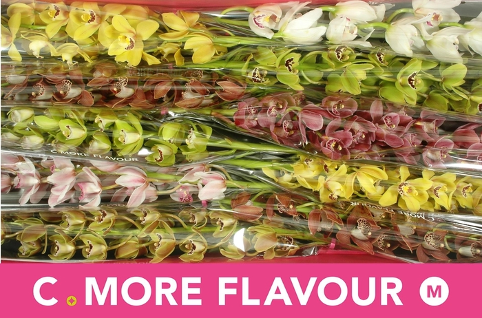 <h4>CYMB MI GEM</h4>