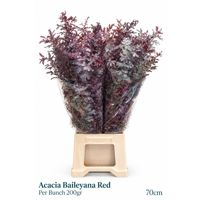 <h4>Acacia Baileya Bl Bs</h4>