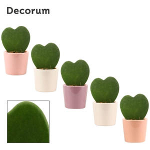 Hoya Kerrii 6 cm Single in Maui (Party love-collection)