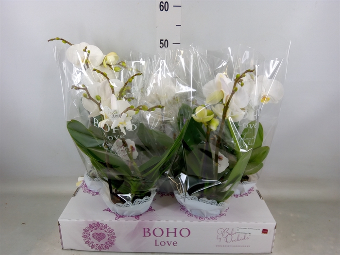 <h4>Phalaenopsis   ...white</h4>