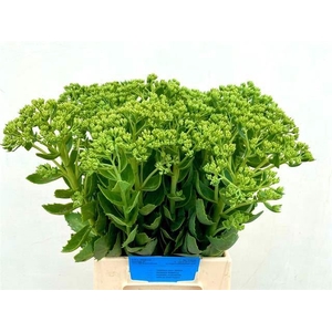 SEDUM SPECTABILE