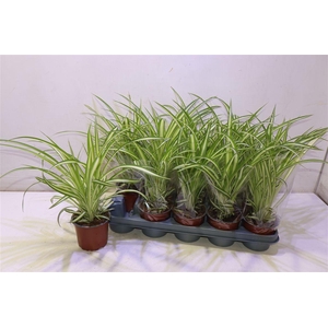 arr8 Chlor Com Variegatum