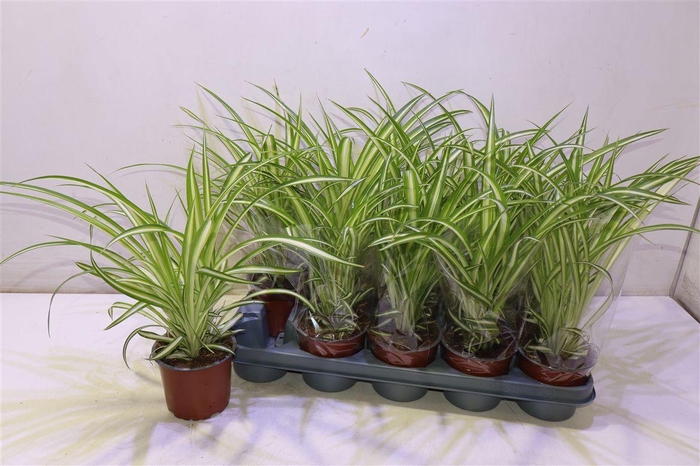 <h4>arr8 Chlor Com Variegatum</h4>