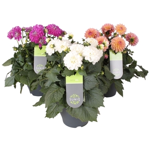 Dahlia Suniq XXL Mix laag 23cm