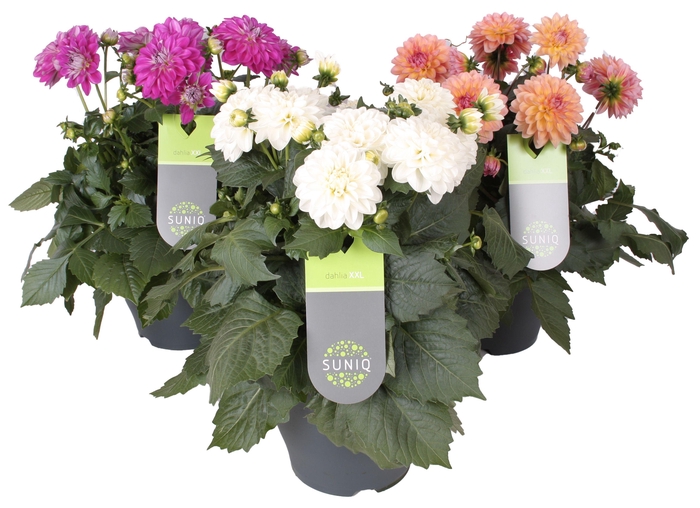 <h4>Dahlia Suniq XXL Mix laag 23cm</h4>