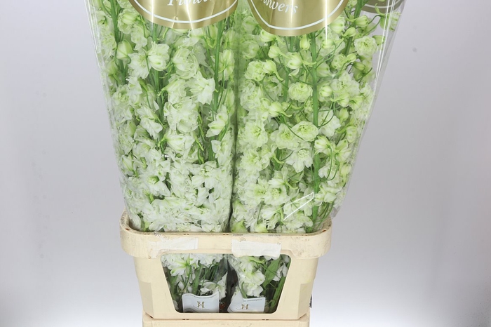 <h4>Delph El Dewi Impressive White</h4>