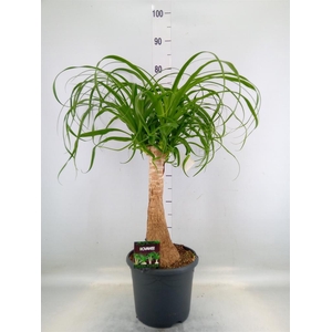 Beaucarnea recurvata