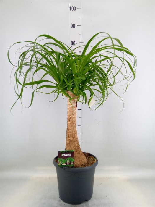 <h4>Beaucarnea recurvata</h4>
