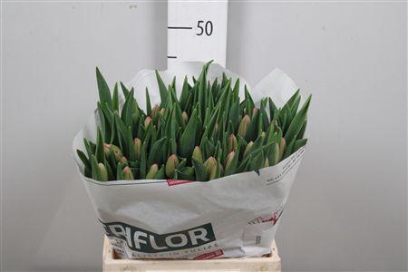 <h4>Tu En Sissi</h4>