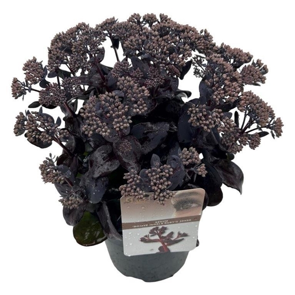 <h4>Sedum 'Mojave Jewels Ruby' sense</h4>