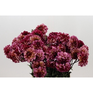 Dahlia Seniors Hope