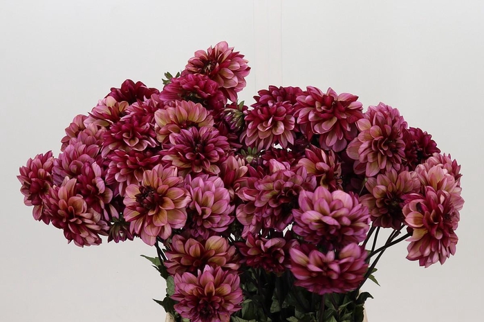 <h4>Dahlia Seniors Hope</h4>