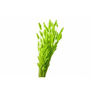Dried Bleached Lagurus Green 100gr
