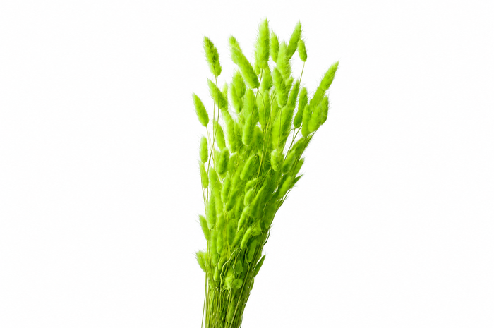 <h4>Dried Bleached Lagurus Green 100gr</h4>