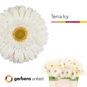 Gerbera Terra Icy Water