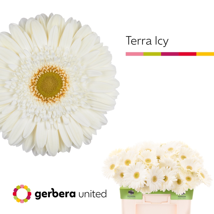 <h4>Gerbera Terra Icy Water</h4>