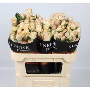 Rosa spray sancerre