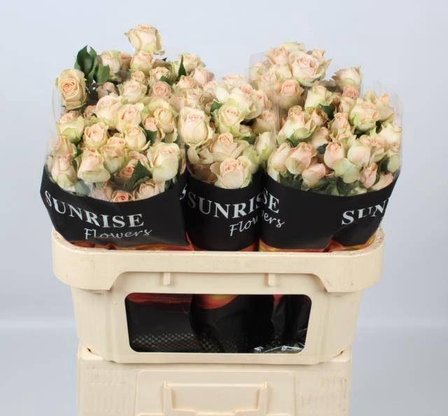 <h4>Rosa spray sancerre</h4>