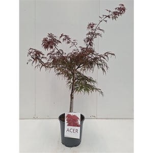 Acer palmatum Garnet