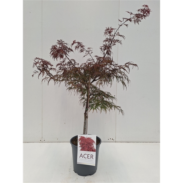 <h4>Acer palmatum Garnet</h4>