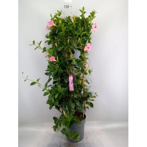 Mandevilla am. 'Sundav Cream Pink'