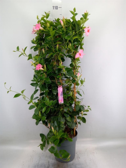 <h4>Mandevilla am. 'Sundav Cream Pink'</h4>