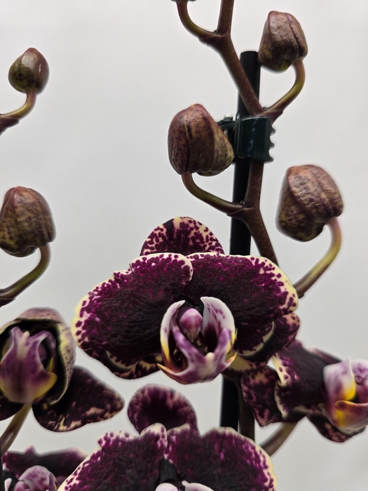 <h4>Limited 50 week 6</h4>