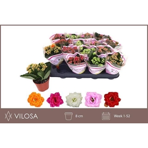 .Kalanchoe blossfeldiana gevuld gemengd 5 kleuren
