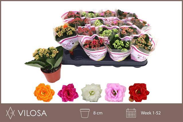 <h4>.Kalanchoe blossfeldiana gevuld gemengd 5 kleuren</h4>