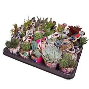 CACTUS + SUCCU GEM
