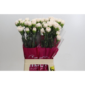 Dianthus St Brut