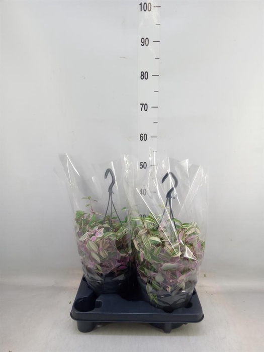 <h4>Tradescantia flum.</h4>