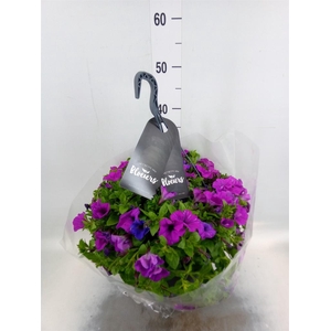 Petunia  'Surfinia'   ...