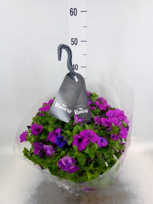 <h4>Petunia  'Surfinia'   ...</h4>