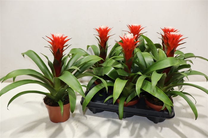 <h4>arr8 Guzm Hope</h4>