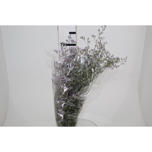 LIMONIUM 070 CM LILAS