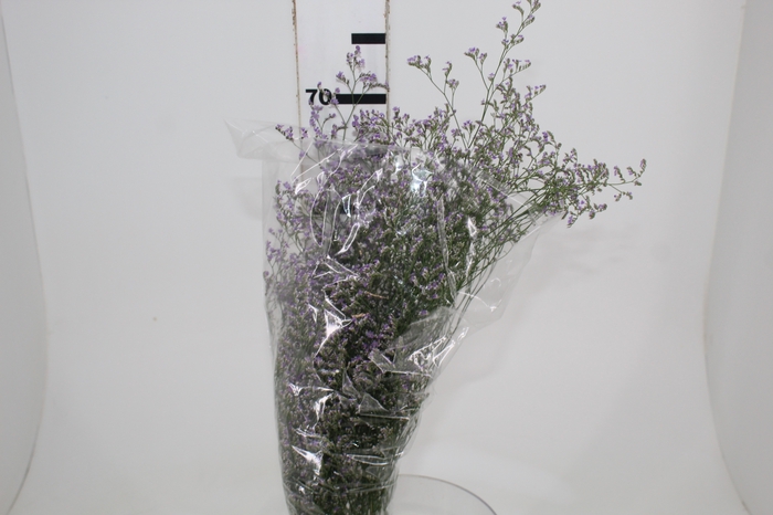 <h4>LIMONIUM 070 CM LILAS</h4>